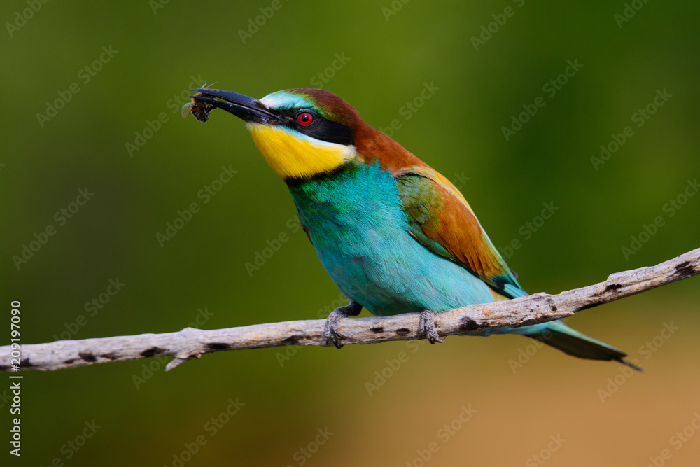 The European Bee-eaters, Merops apiaster is sitting and showing off on a nice branch, has some insect in its beak, during mating season, nice colorful background and soft golden light