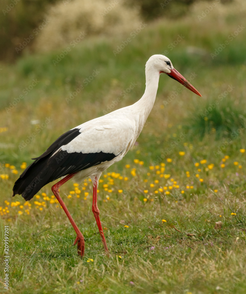 Fototapeta premium Elegant white stork