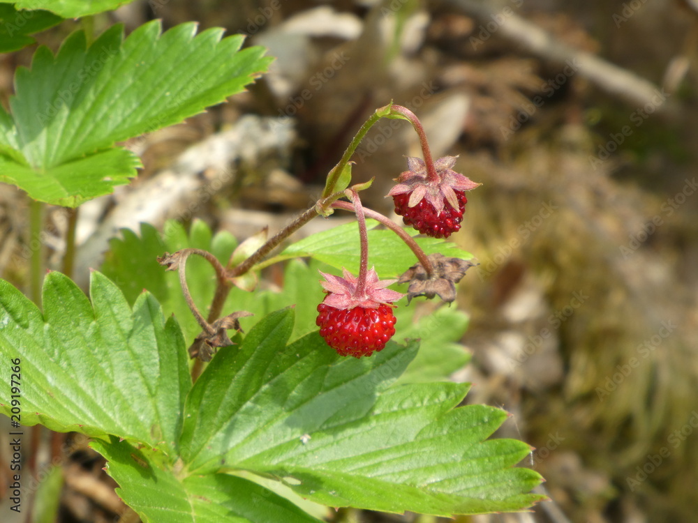 fruit of a wild strawberry fruit of a wild strawberry