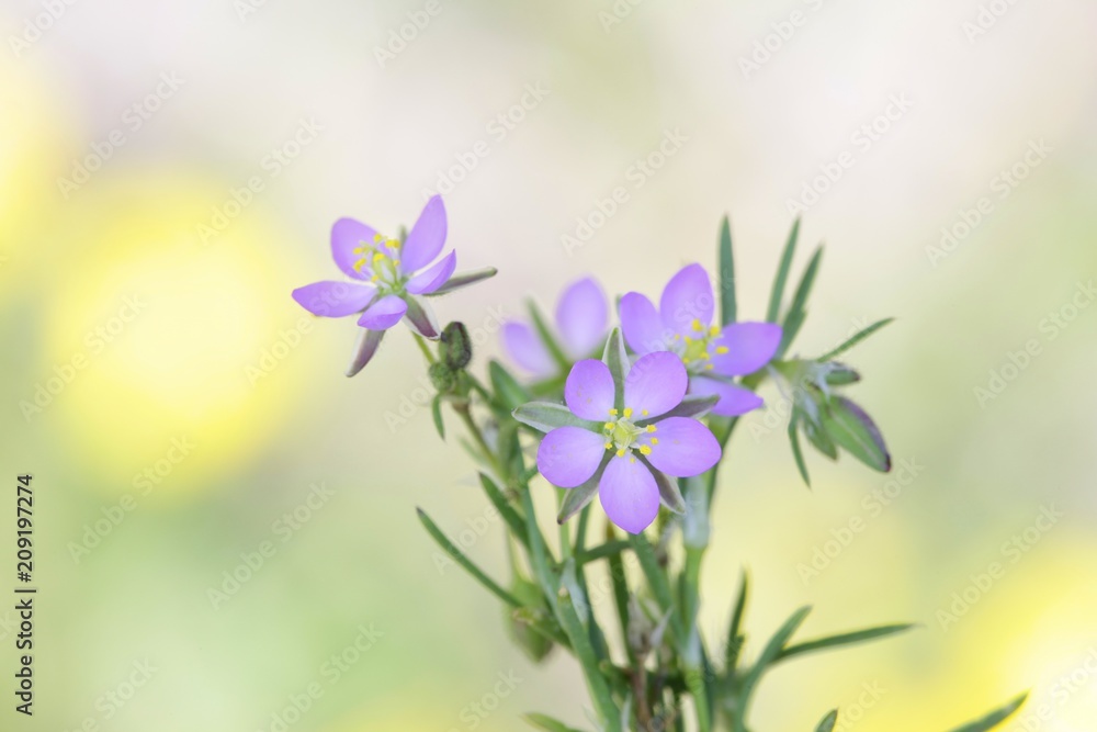 Fototapeta premium Salt sandspurry or lesser sea-spurrey, Spergularia salina
