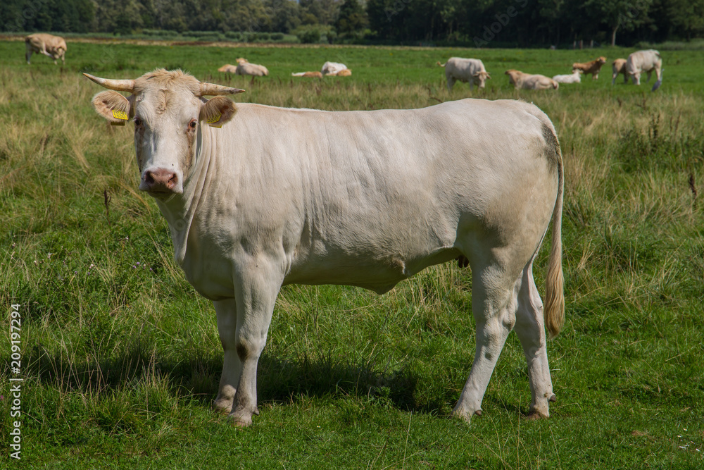 cows in nature in Netherland