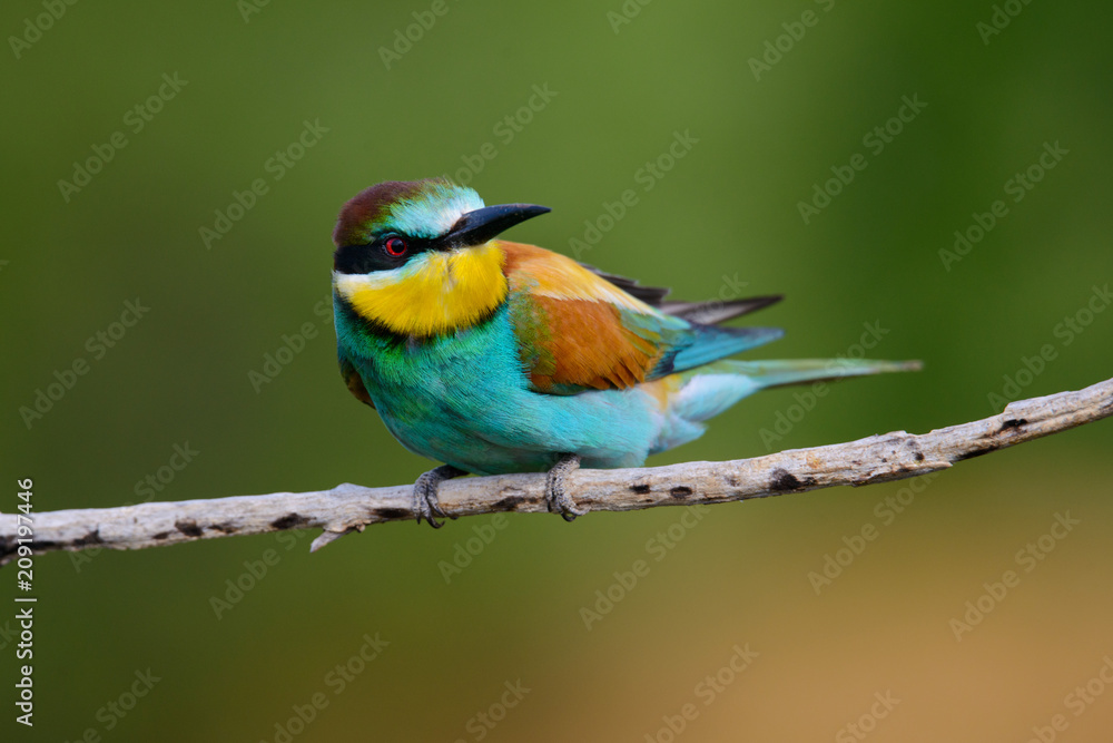 Fototapeta premium Golden bee-eater sitting on a branch