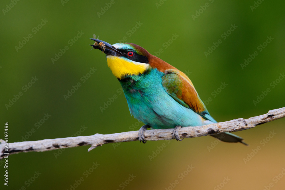 European bee-Eaters, Merops apiaster sits and brags on the good thread, has some insect in its beak during the mating season, the male feeds the female European bee-Eaters, Merops apiaster sits and brags on the good thread, has some insect in its beak during the mating season, the male feeds the female