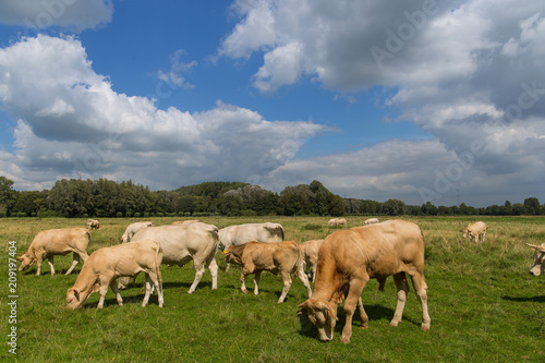 Fototapeta Naklejka Na Ścianę i Meble -  cows in nature in Netherland