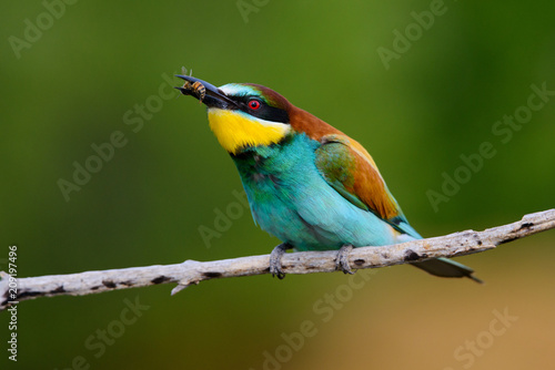 European bee-Eaters, Merops apiaster sits and brags on the good thread, has some insect in its beak during the mating season, the male feeds the female © Aleksei Zakharov