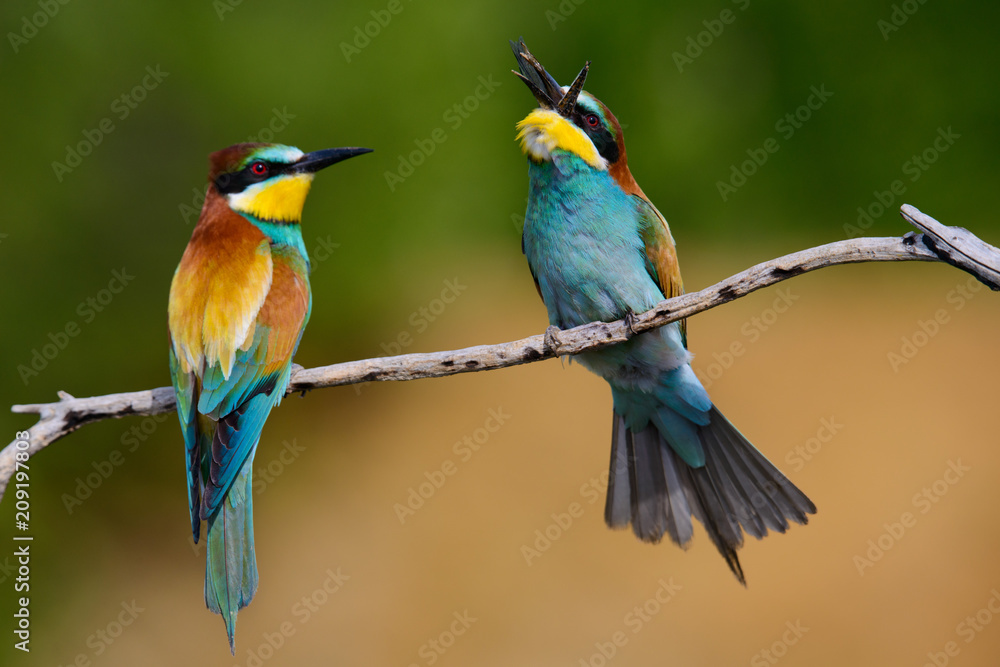 Obraz premium European bee-Eaters, Merops apiaster sits and brags on the good thread, has some insect in its beak during the mating season, the male feeds the female