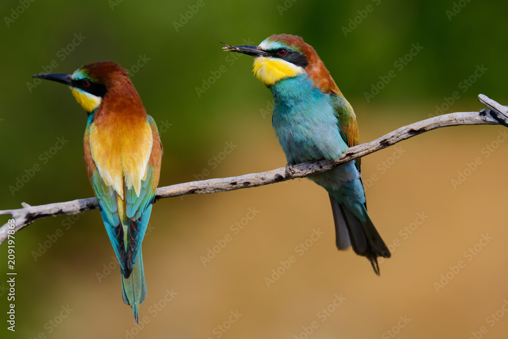 European bee-Eaters, Merops apiaster sits and brags on the good thread, has some insect in its beak during the mating season, the male feeds the female European bee-Eaters, Merops apiaster sits and brags on the good thread, has some insect in its beak during the mating season, the male feeds the female