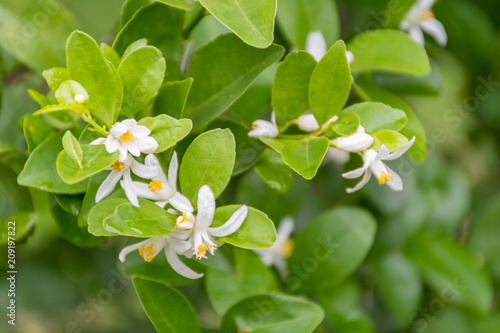 lime flower white on a tree in the garden.