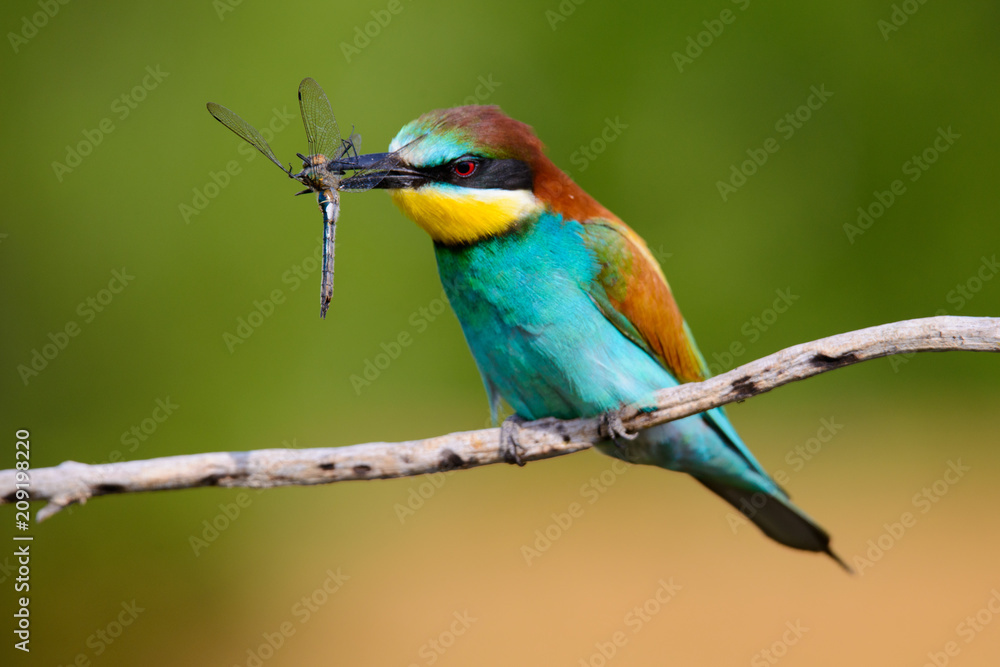 European bee-Eaters, Merops apiaster sits and brags on the good thread, has some insect in its beak during the mating season, the male feeds the female