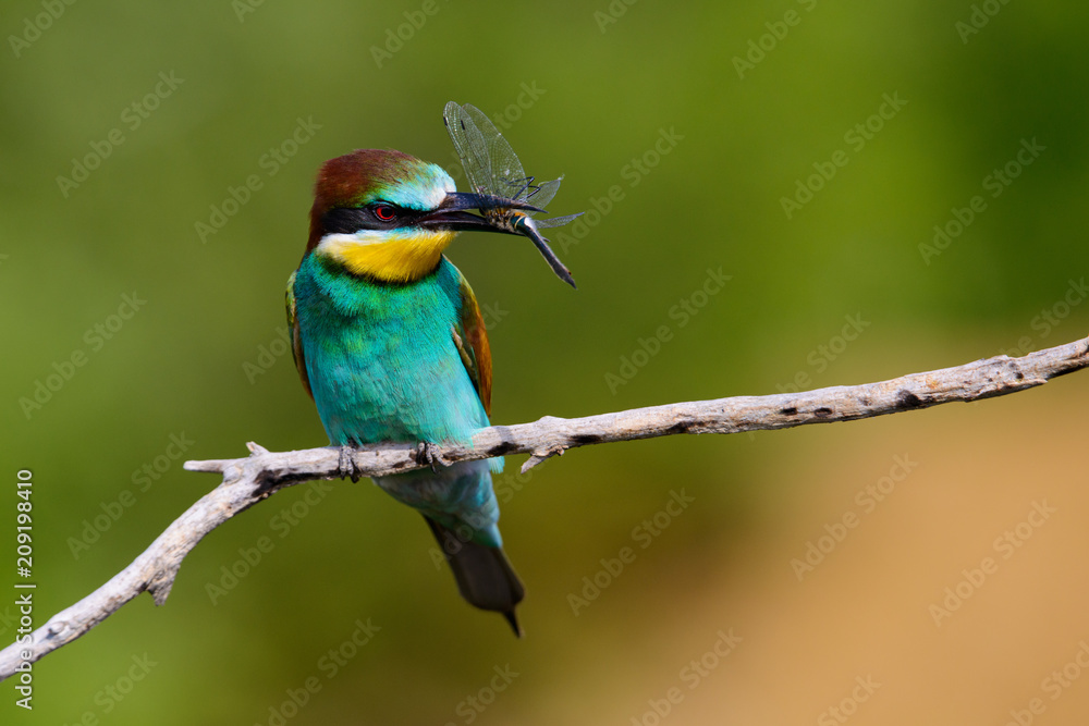The European Bee-eaters, Merops apiaster is sitting and showing off on a nice branch, has some insect in its beak, during mating season, nice colorful background and soft golden light The European Bee-eaters, Merops apiaster is sitting and showing off on a nice branch, has some insect in its beak, during mating season, nice colorful background and soft golden light