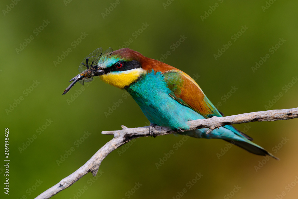 Obraz premium European bee-Eaters, Merops apiaster sits and brags on the good thread, has some insect in its beak during the mating season, the male feeds the female