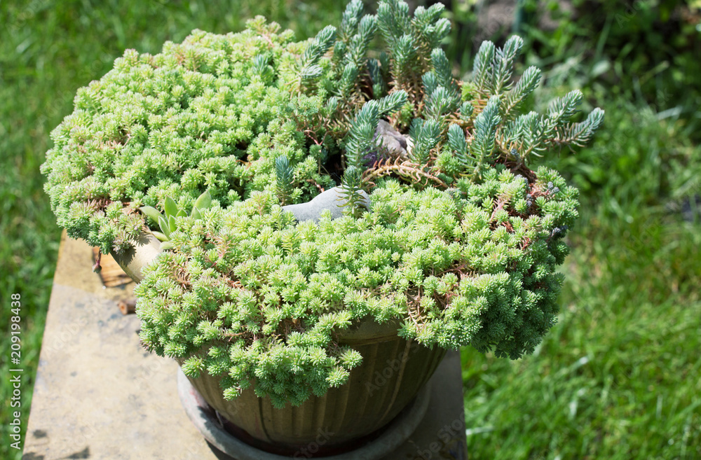Green flower Green flower