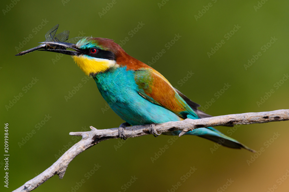 The European Bee-eaters, Merops apiaster is sitting and showing off on a nice branch, has some insect in its beak, during mating season, nice colorful background and soft golden light The European Bee-eaters, Merops apiaster is sitting and showing off on a nice branch, has some insect in its beak, during mating season, nice colorful background and soft golden light