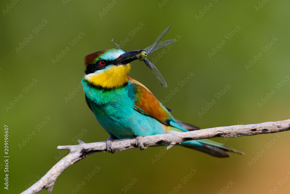 European bee-Eaters, Merops apiaster sits and brags on the good thread, has some insect in its beak during the mating season, the male feeds the female