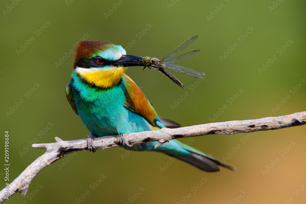 The European Bee-eaters, Merops apiaster is sitting and showing off on a nice branch, has some insect in its beak, during mating season, nice colorful background and soft golden light The European Bee-eaters, Merops apiaster is sitting and showing off on a nice branch, has some insect in its beak, during mating season, nice colorful background and soft golden light