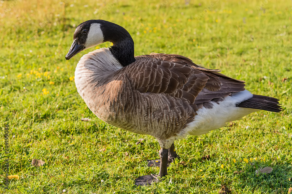 Naklejka premium Adult Goose in green grass. 