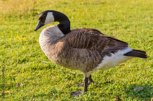 Adult Goose in green grass. 