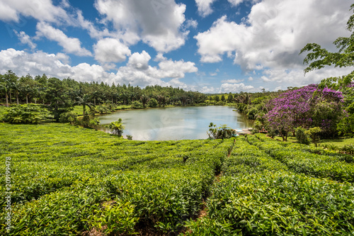 Tea plantation, at the Mauritius