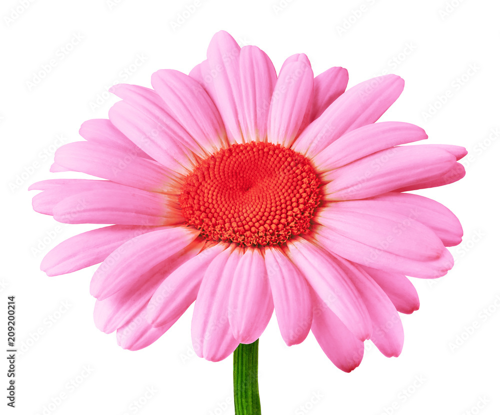 Flower pink orange daisy isolated on white background. Close-up. Flower bud on a green stem. Element of design.