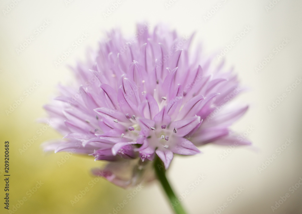 Close-up picture of blossoming chives Close-up picture of blossoming chives
