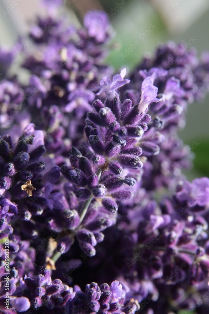lila flowers of lavand herb close up lila flowers of lavand herb close up