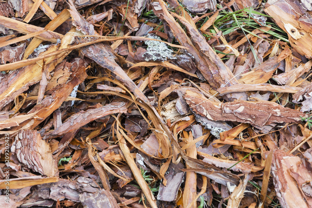 Fresh wet wood chip from pine tree, texture background. Fresh wet wood chip from pine tree, texture background.