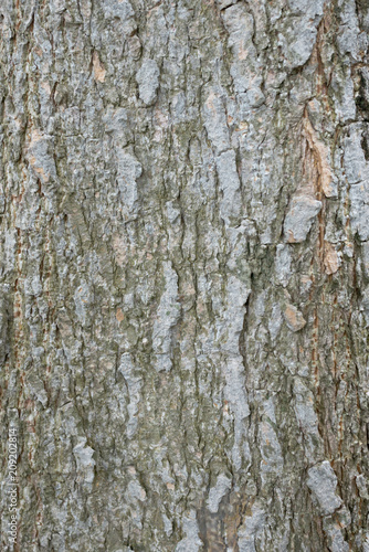 Abstract background and texture of tree bark