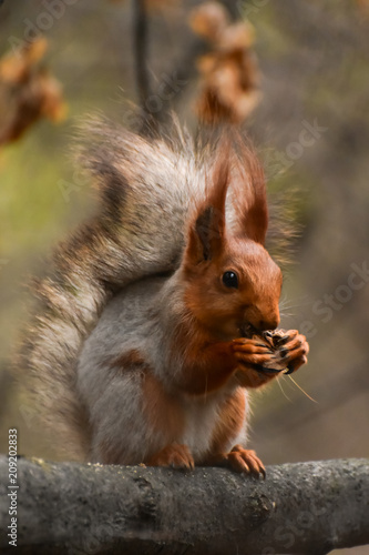 A beautiful squirrel sitting on a tree branch in a spring forest. Close-up of a rodent.