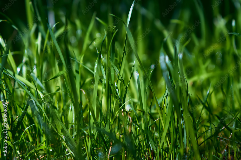 Green grass close-up background texture, natural concept, dark green color sun shining Green grass close-up background texture, natural concept, dark green color sun shining