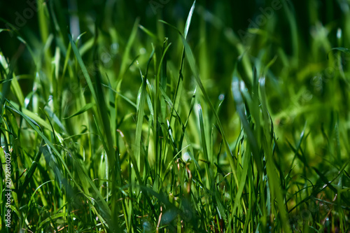 Green grass close-up background texture, natural concept, dark green color sun shining