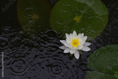 雨と睡蓮（water lily） © shinji