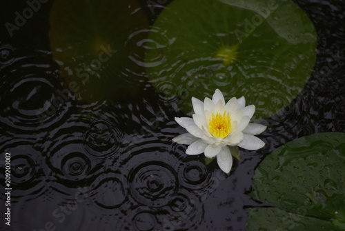                water lily   