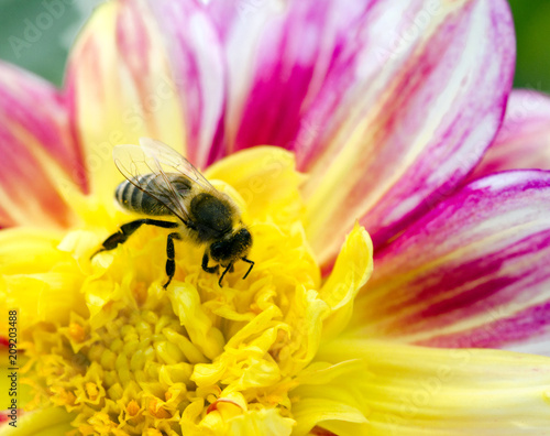 Bienen- und Natuschutz: Biene beim Honig sammeln in Naturgarten :) photo