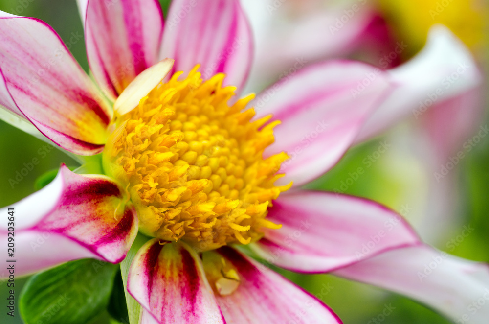 Closeup on a dahlia flower :)