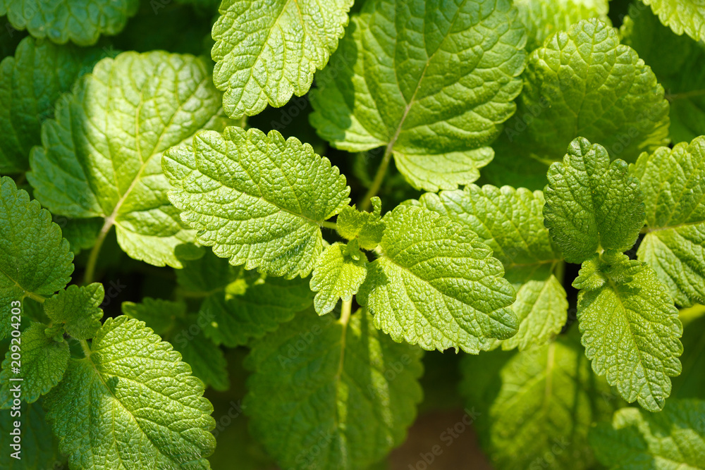 fresh young leaves of a melissa in the early spring fresh young leaves of a melissa in the early spring