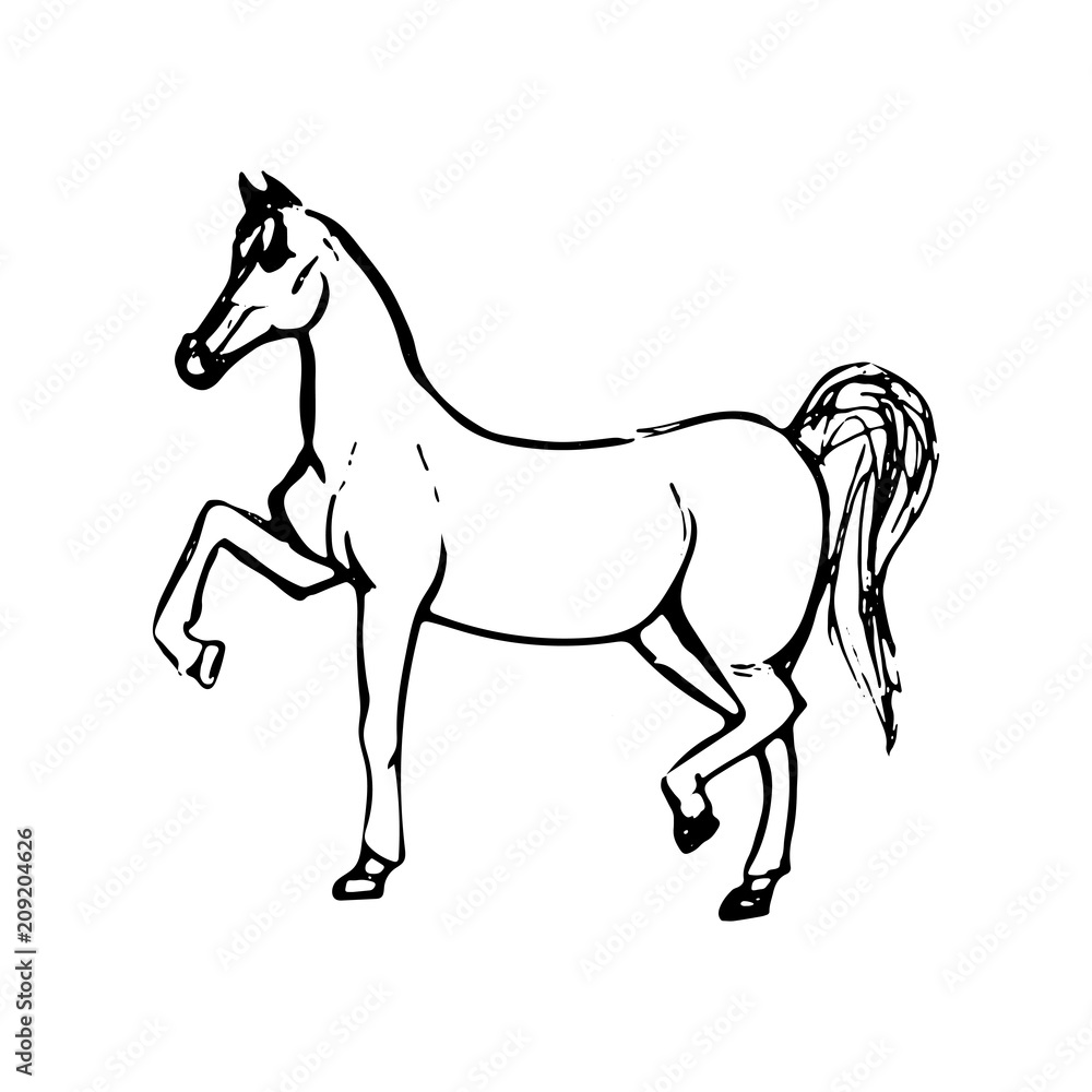 Hand drawn sketch of horse. Black line drawing isolated on white background. Vector animal illustration.