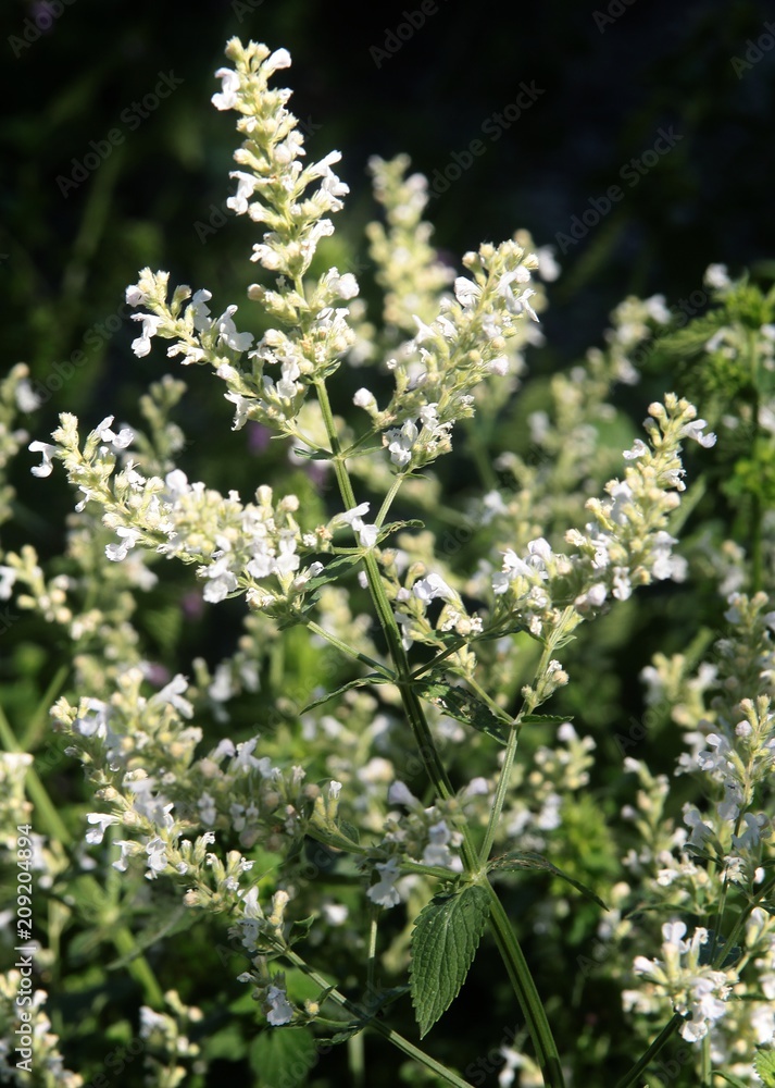 white flowers of Nepeta Pannonica plant