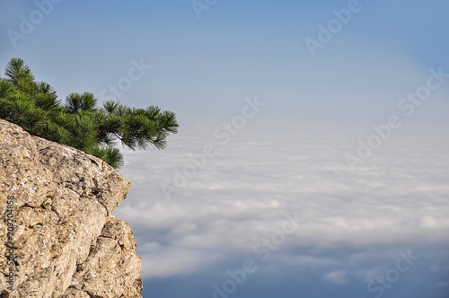 Pine on the rock and below the clouds. 