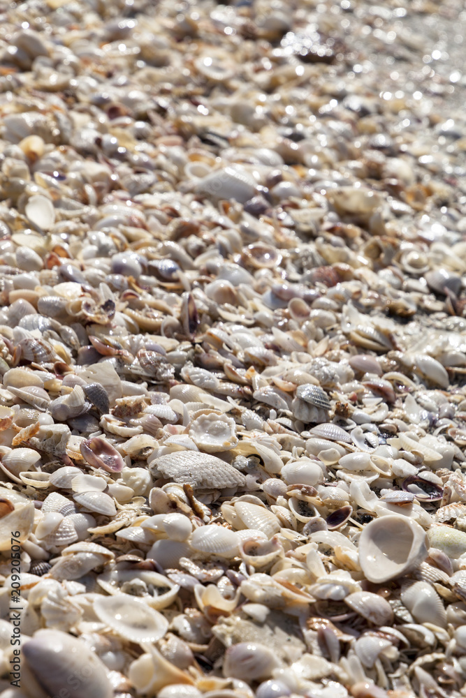 Beach Sea Shells Beach Sea Shells