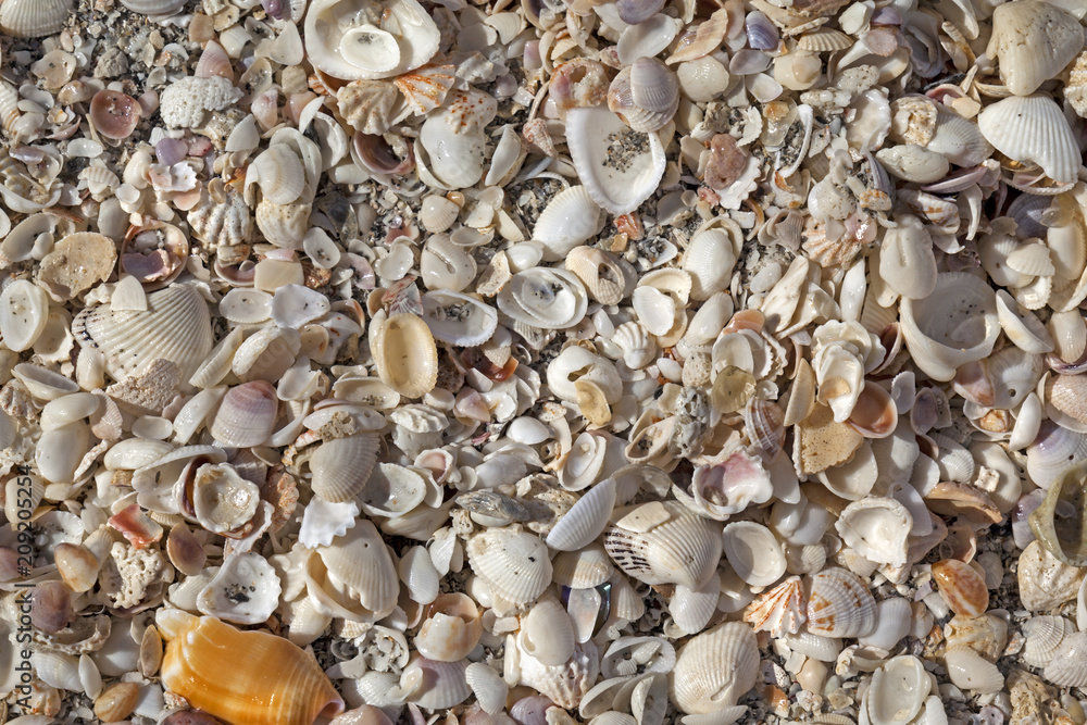 Beach Sea Shells 