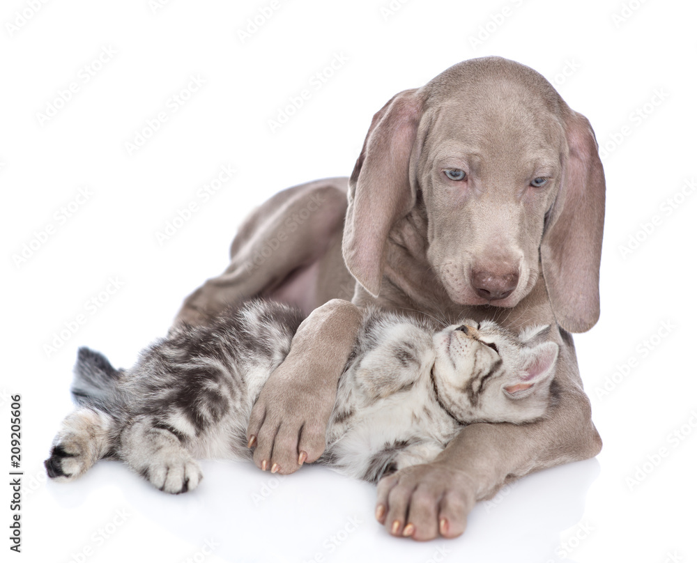 Weimaraner puppy hugs the kitten and looks at him. isolated on white background Weimaraner puppy hugs the kitten and looks at him. isolated on white background