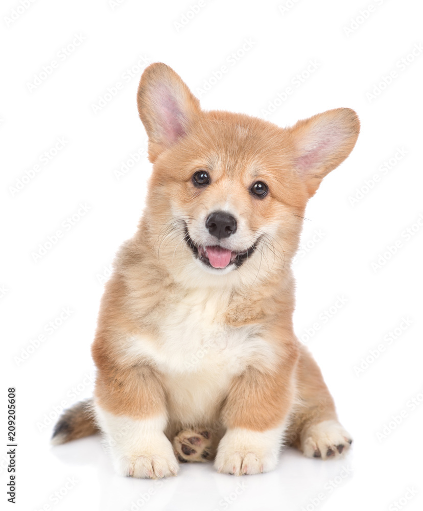 Happy Red Pembroke Welsh Corgi puppy looking at camera. isolated on white background
