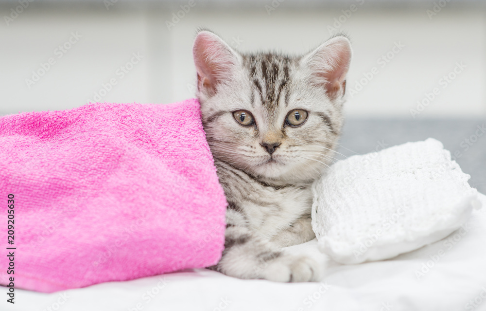 Cute baby kitten lying on pillow under blanket and looking at camera Cute baby kitten lying on pillow under blanket and looking at camera
