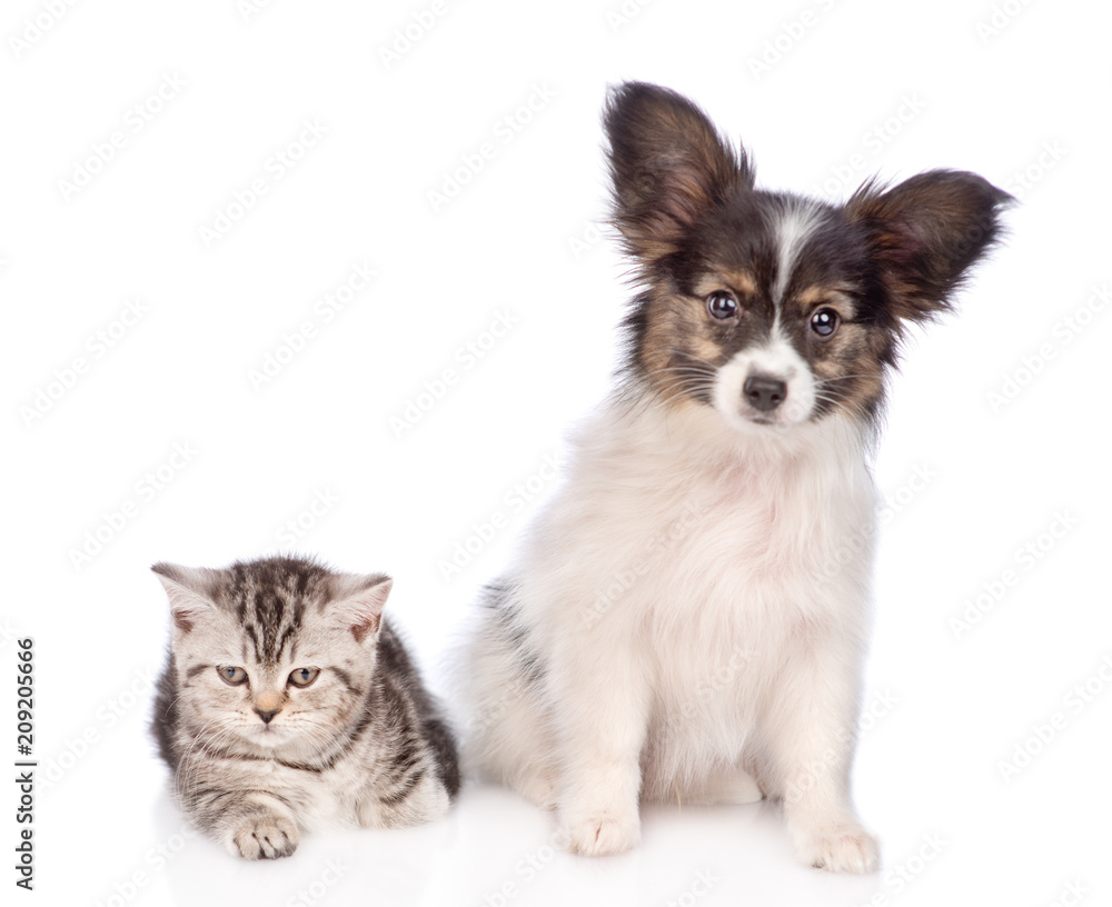papillon puppy with scottish tabby kitten. isolated on white background papillon puppy with scottish tabby kitten. isolated on white background