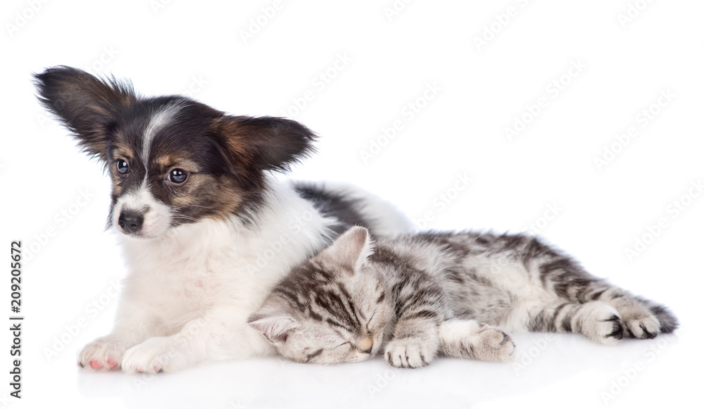Cute papillon puppy and sleeping scottish tabby kitten lying together. isolated on white background Cute papillon puppy and sleeping scottish tabby kitten lying together. isolated on white background
