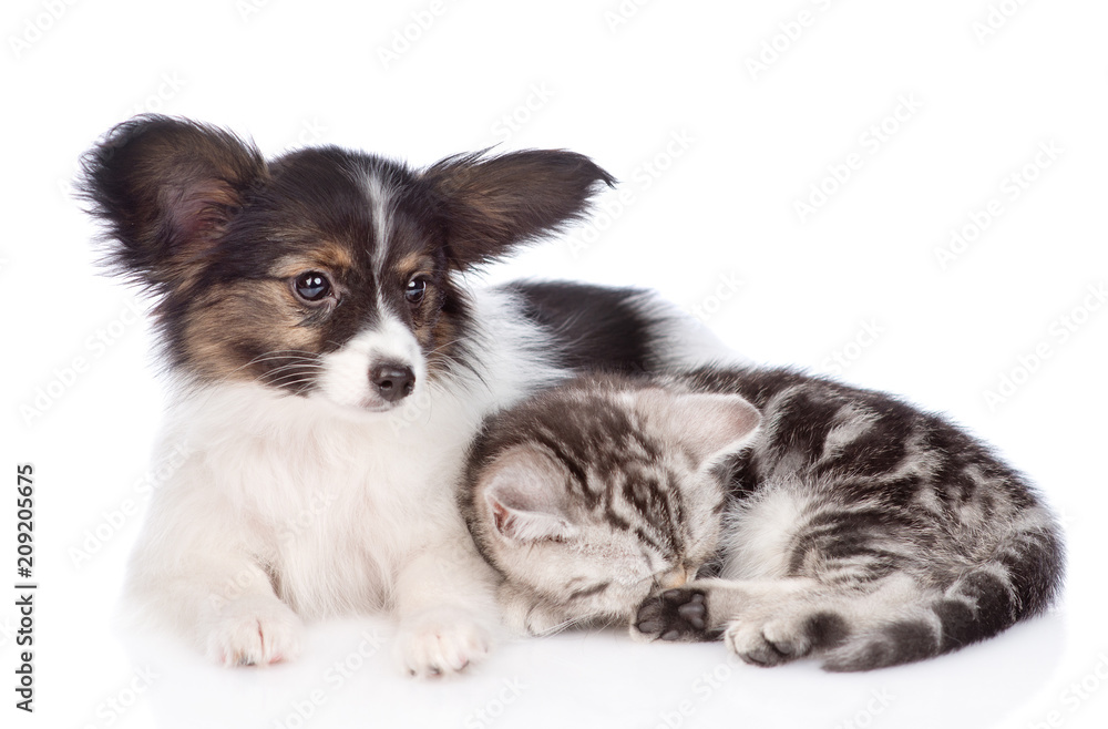 papillon puppy lying with sleeping scottish tabby kitten. isolated on white background papillon puppy lying with sleeping scottish tabby kitten. isolated on white background
