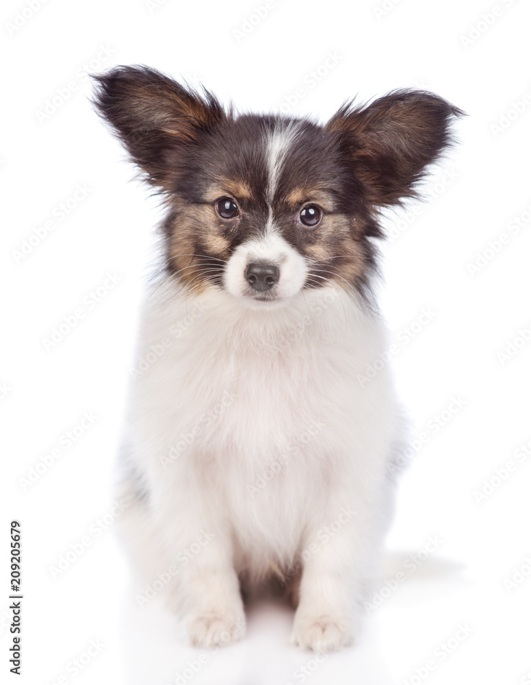 Papillon puppy sitting in front view. isolated on white background