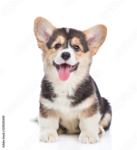 Happy Brown Pembroke Welsh Corgi puppy looking at camera. isolated on white background