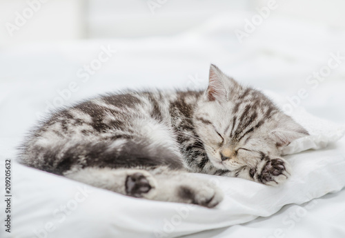 Tabby baby kitten sleeping on pillow © Ermolaev Alexandr