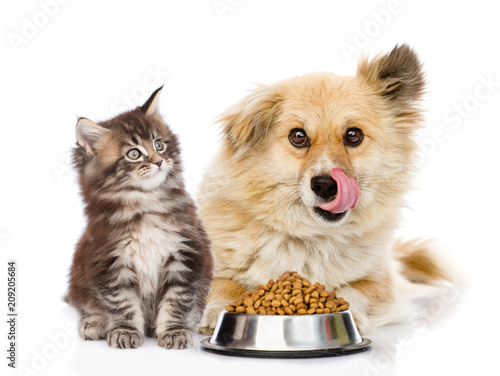 kitten and licking lips hungry dog sitting together near bowl of dry food. isolated on white background